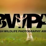 British Wildlife Photography Awards 2025