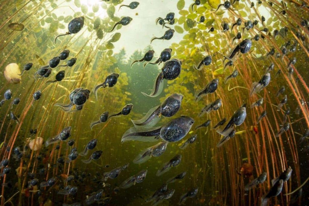 Tadpole Migration, by Shane Gross, BigPicture 2024 Aquatic Wildlife Category Winner.