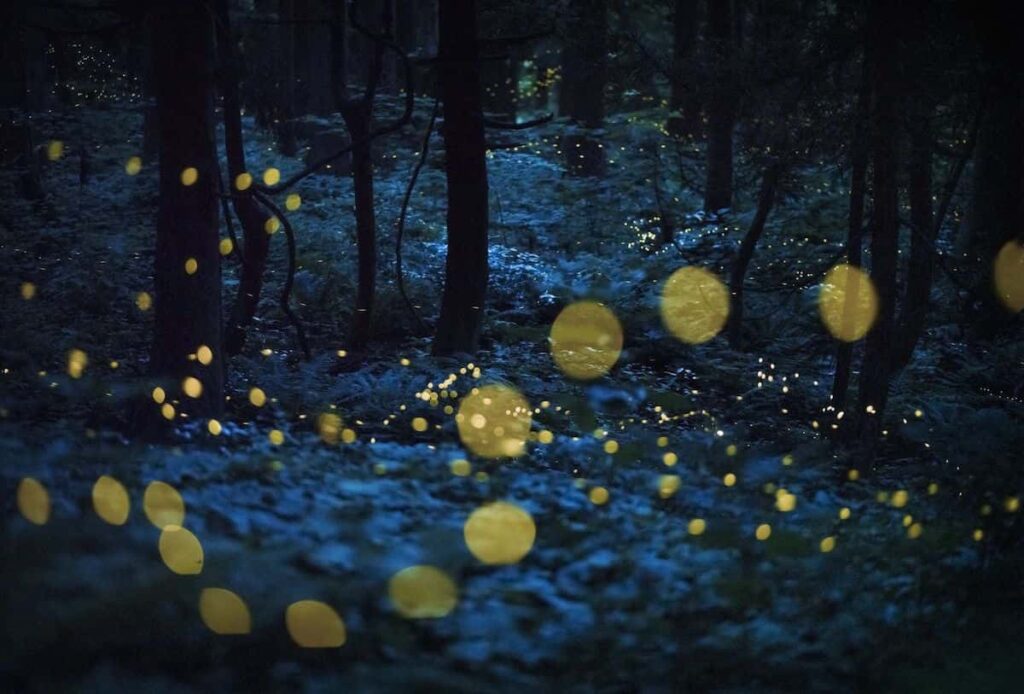 Stardust Forest, by Kazuaki Koseki, BigPicture 2024 Art of Nature Category Winner.