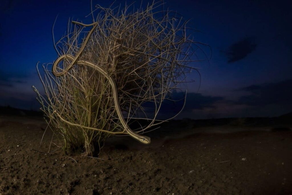 Beauty Of Thar Desert, by Hema Palan, BigPicture 2024 Terrestrial Wildlife Category Winner.