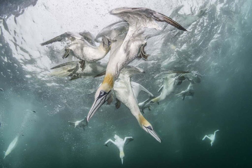 Underwater Harmony And Chaos, by Franco Banfi, BigPicture 2024 Winged Life Category Winner.