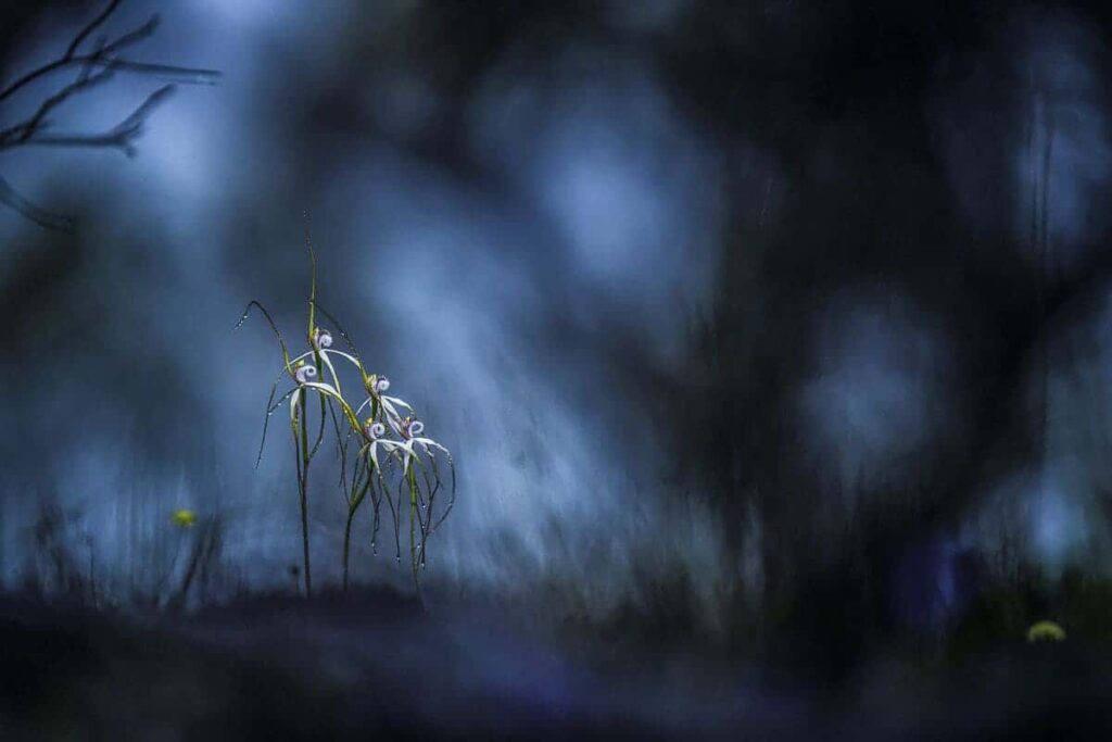 LANDSCAPES, WATERSCAPES, AND FLORA FINALIST Georgina Steytler | Goode Beach, Australia 