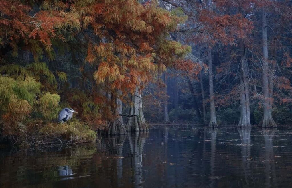 LANDSCAPES, WATERSCAPES, AND FLORA FINALIST Joshua Galicki | Claiborne, Maryland, United States