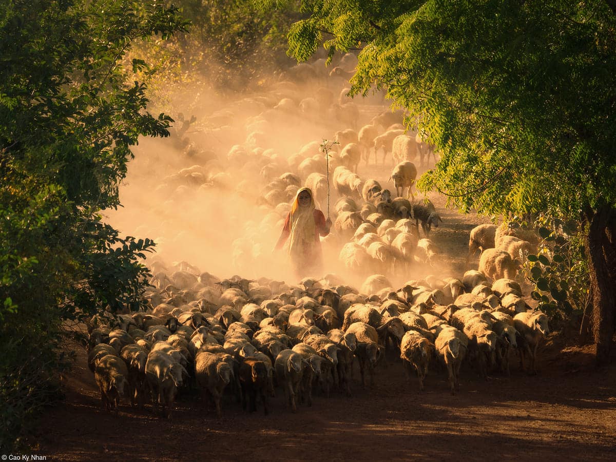 Sheep Farming of the Cham People by Cao Ky Nhan - 2nd Place Food in the Field