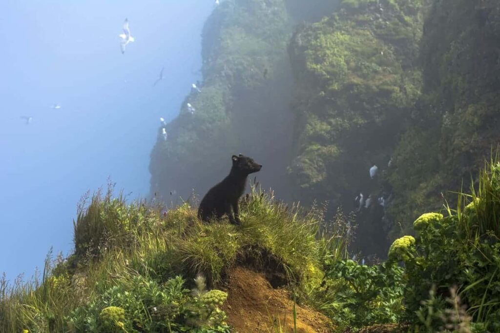 TERRESTRIAL WILDLIFE FINALIST Kathleen Borshanian | Salt Lake City, Utah, United States