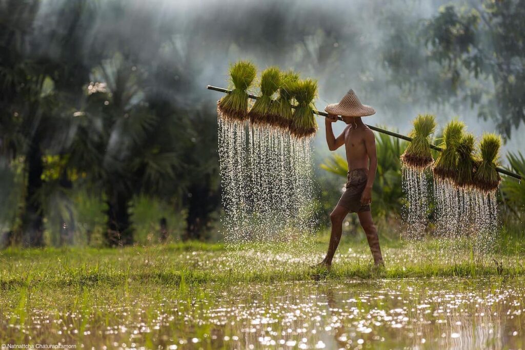 Tenderstem® Bring Home the Harvest Category Winner - A Day in the Field by Natnattcha Chaturapitamorn