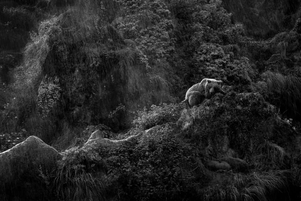 In the Tumult of Nature, Mamma Bear Dreams by Inés Godínez Aguirre de Cárcer - Monovisions Nature and Wildlife Photo of the Year 2024 Winner