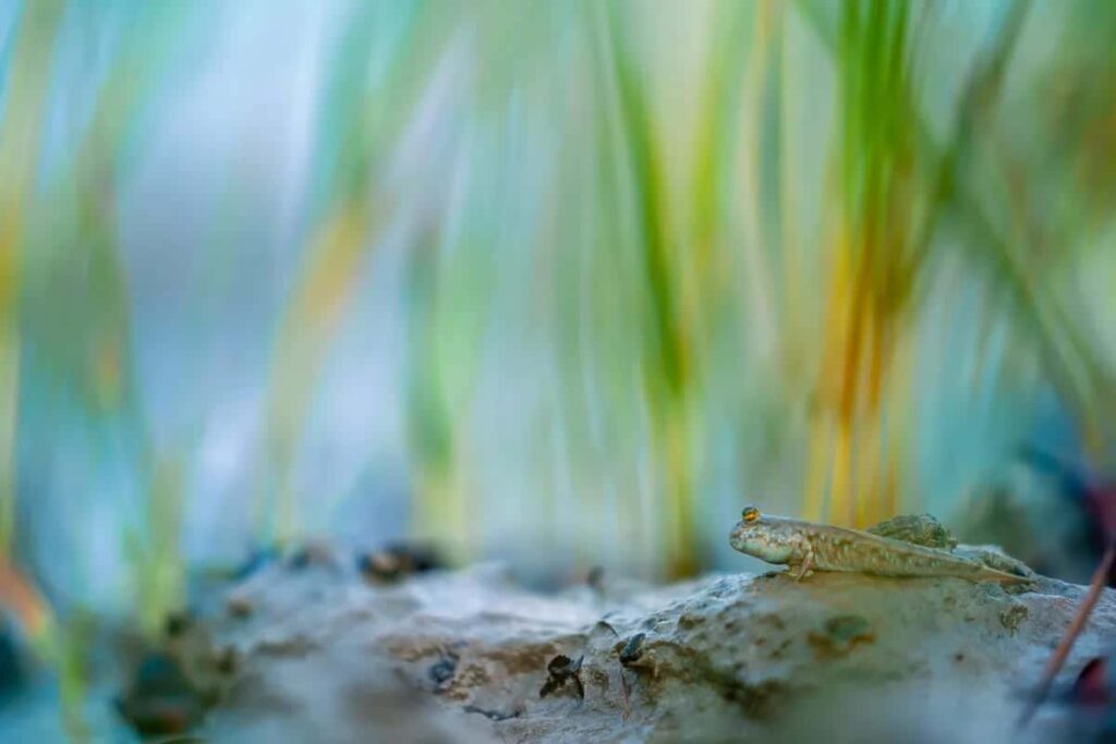 Mudskipper in Aurora, by Jayanta Guha, Mangrove Photography Awards 2024- Mangroves & Wildlife Runner Up