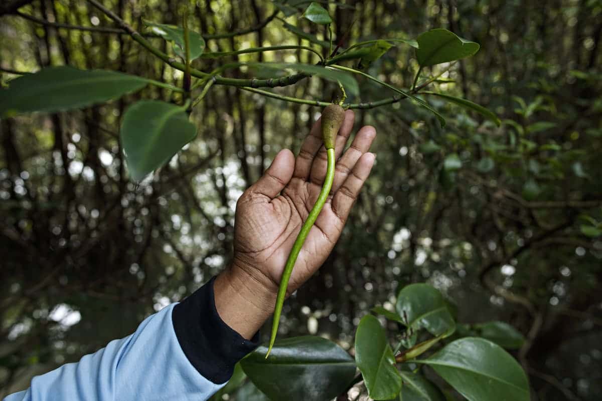 Symbiosis by Giacomo d'Orlando, Indonesia - Mangrove Photography Awards 2024- Mangroves & Conservation Stories Winner 3