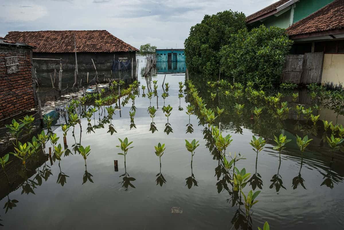 Symbiosis by Giacomo d'Orlando, Indonesia - Mangrove Photography Awards 2024- Mangroves & Conservation Stories Winner 5