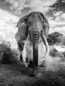 Greatness by Dhir Jakharia Fauna and Flora Second Category Winner in the Black and White Photo Awards 2024 - Black and White Photo Awards 2024 Winners: Celebrating Monochrome Art - Deartline