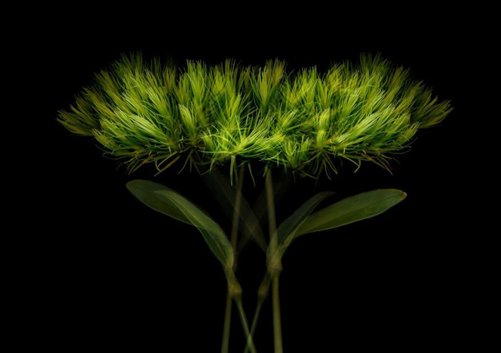 Wild Flowers - Anne Mason-hoerter - Professional Nature Photographer of the year - Prix de la Photographie Paris 2024