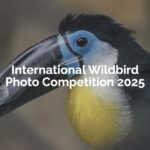 International Wildbird Photo Competition 2025