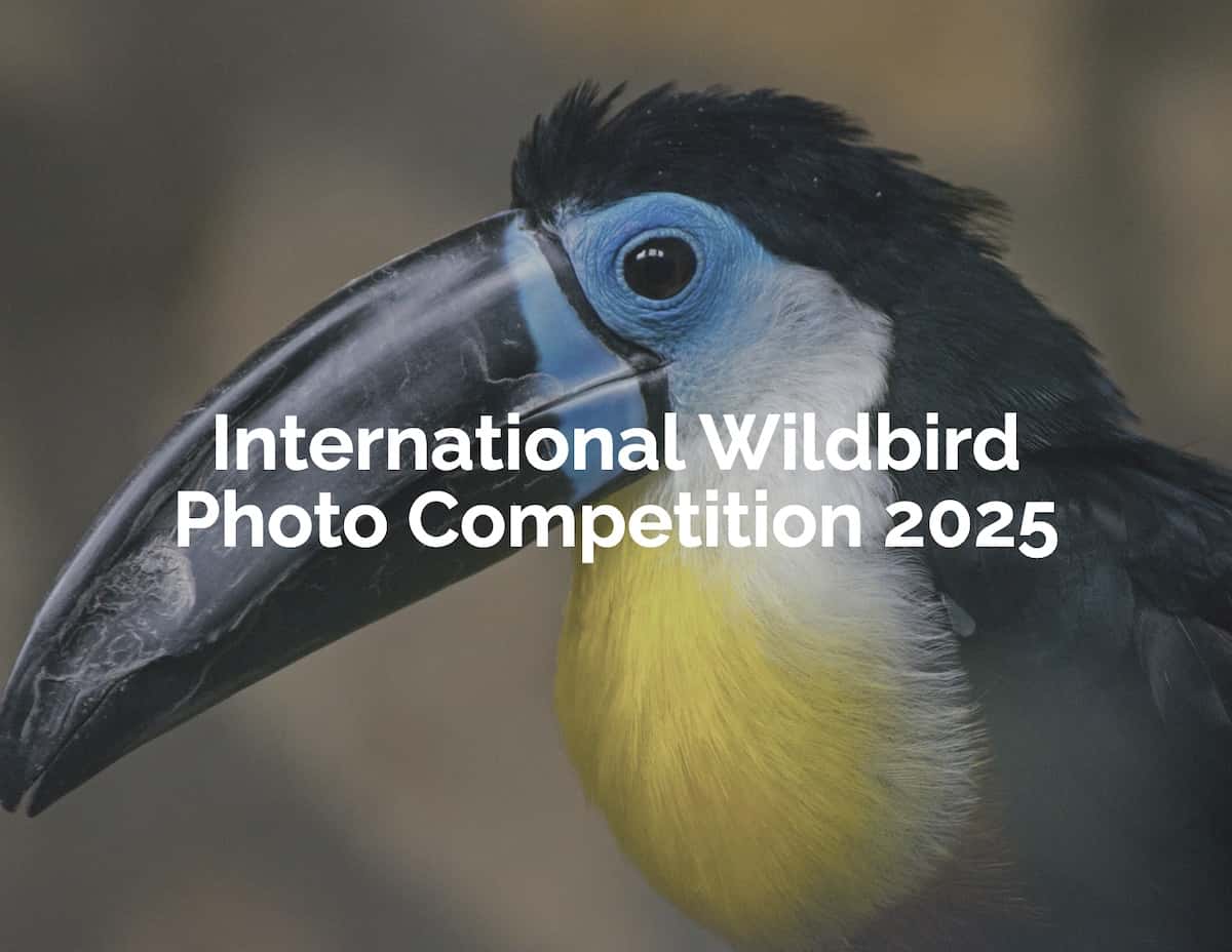 International Wildbird Photo Competition 2025