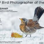 SINWP Bird Photographer of the Year 2024