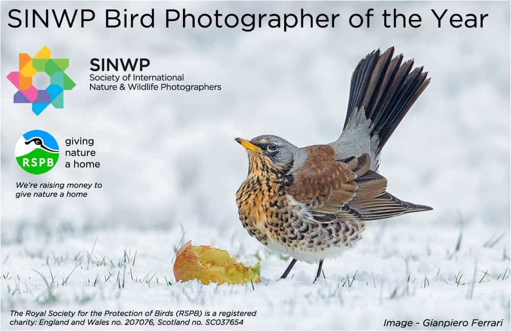 SINWP Bird Photographer of the Year 2024