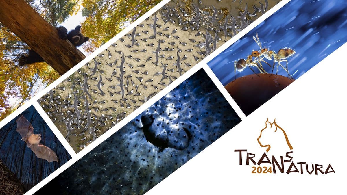 TransNatura 2024 - XI TransNatura International Nature Photography Contest 2024