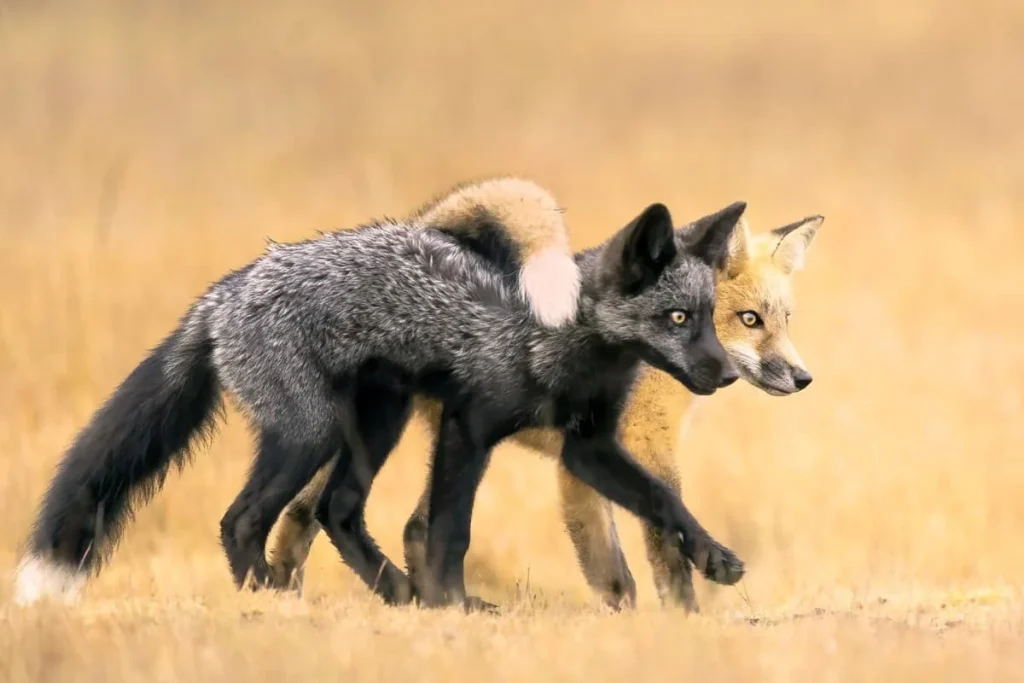 Nature Photographer of the Year 2024 (NPOTY 2024), Animal Portraits Winner: Marcia Walters – Besties