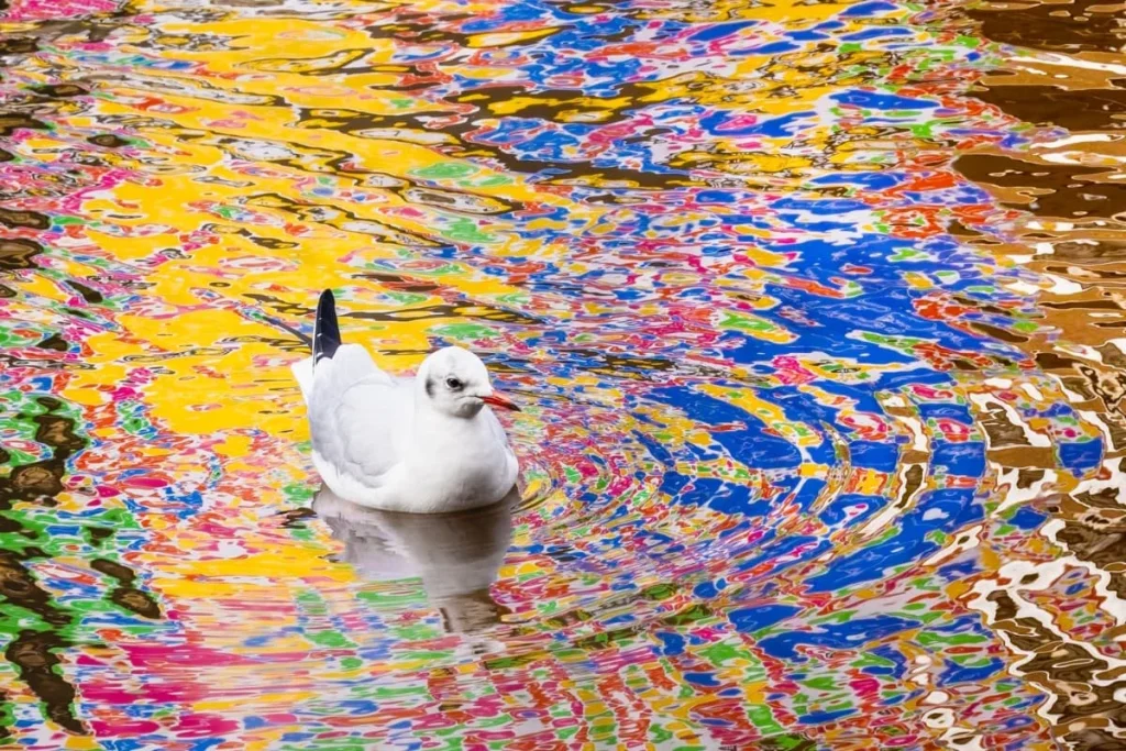 Nature Photographer of the Year 2024 (NPOTY 2024), Nature of 'De Lage Landen' Winner: Mathijs Frenken – Colorful Seagull