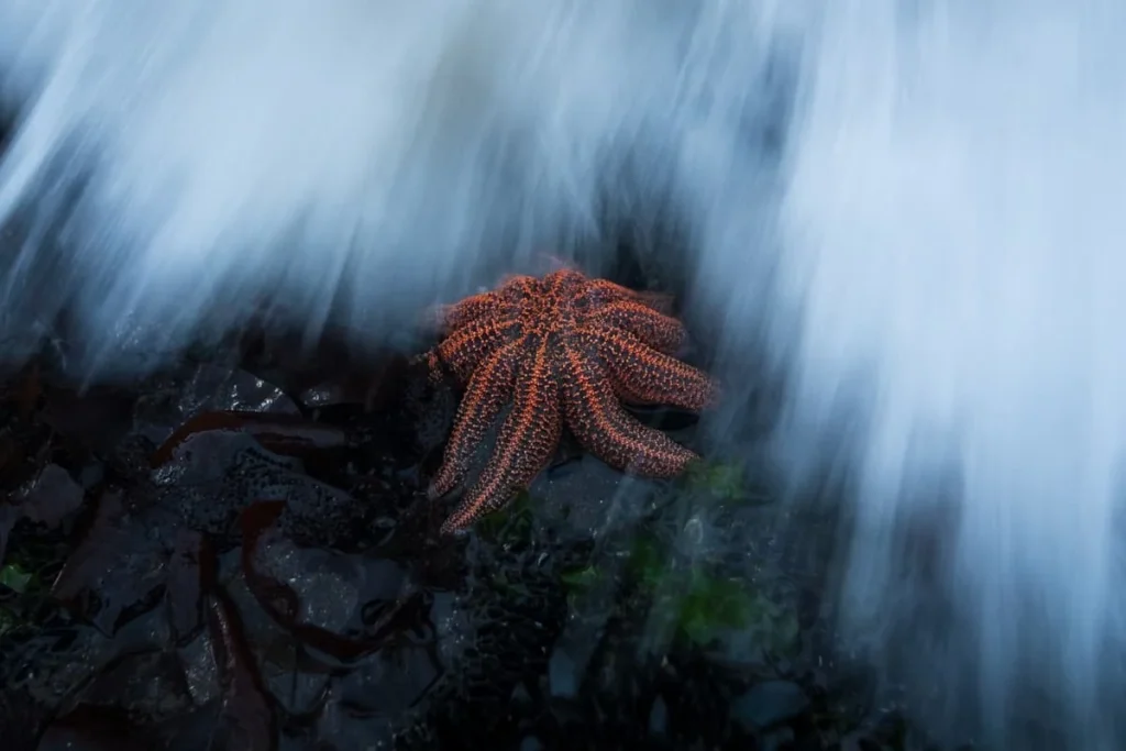 Nature Photographer of the Year 2024 (NPOTY 2024), Youth Winner: D’Artagnan Sprengel – Brace!