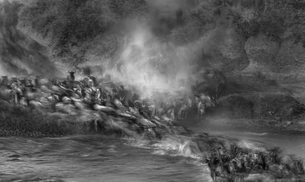 Nature Photographer of the Year 2024 (NPOTY 2024), Black and White Winner: Paul Goldstein – Cross to Bear