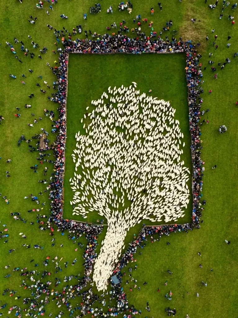 Chromatic Photo Awards 2024, Culture 1st Place winner - Jan Ulicki, Poland - Sheep Tree