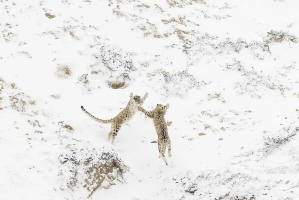 Nature Photographer of the Year 2024 (NPOTY 2024), Overall Winner: Paolo Della Rocca, Games Between Siblings