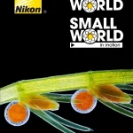 Nikon Small World 2025