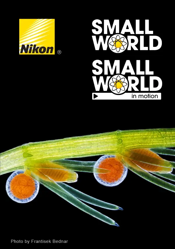 Nikon Small World 2025