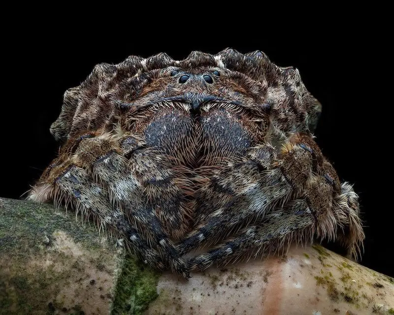 Close-Up Photographer of the Year 2024(CUPOTY 2024)Bark is Worse than its Bite by Aran Gibbs