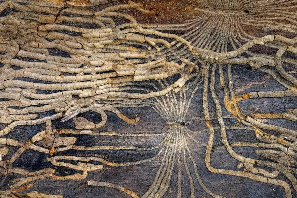 Close-Up Photographer of the Year 2024(CUPOTY 2024) A Network of Life and Death by Jean-Philippe Delobelle