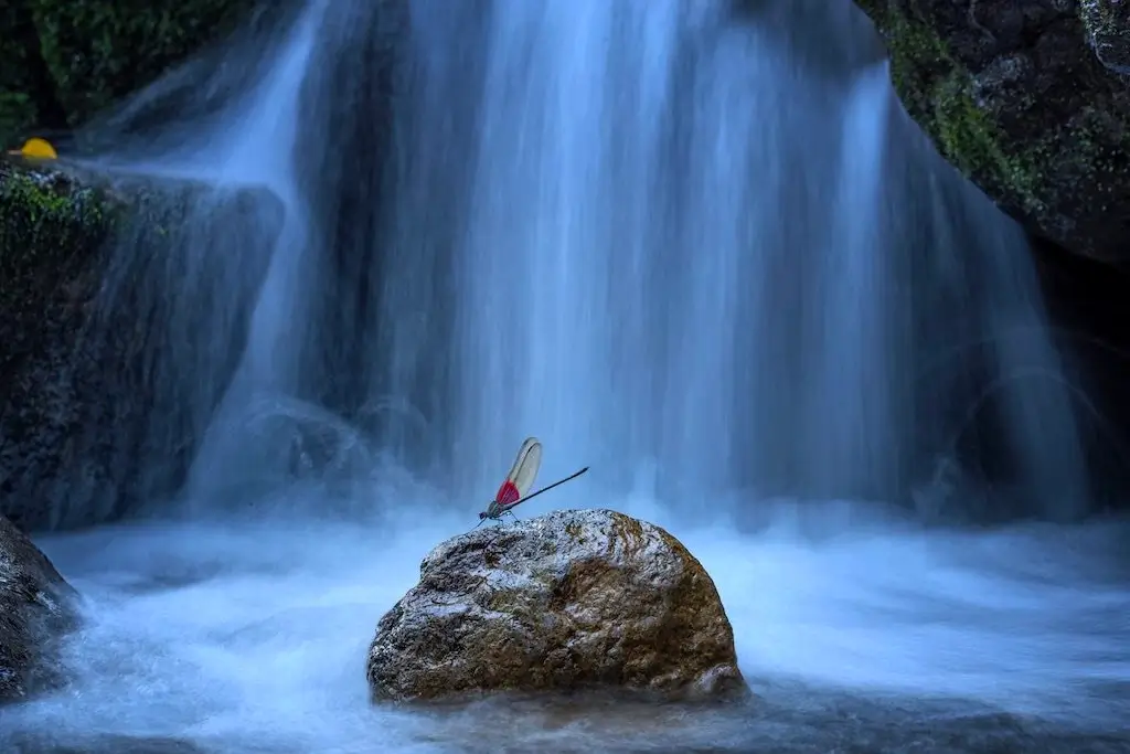 Close-Up Photographer of the Year 2024 (CUPOTY 2024) Damselfly by the Waterfall by Yong Miao