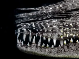 Travel Photographer of the Year 2024 Portfolio Winner: Wildlife, Nature & Underwater Winner – Jenny Stock