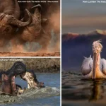 Wild Earth Photography Competition 2025 by SINWP
