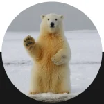 Animals Art Competition by Artist Space Gallery 2026