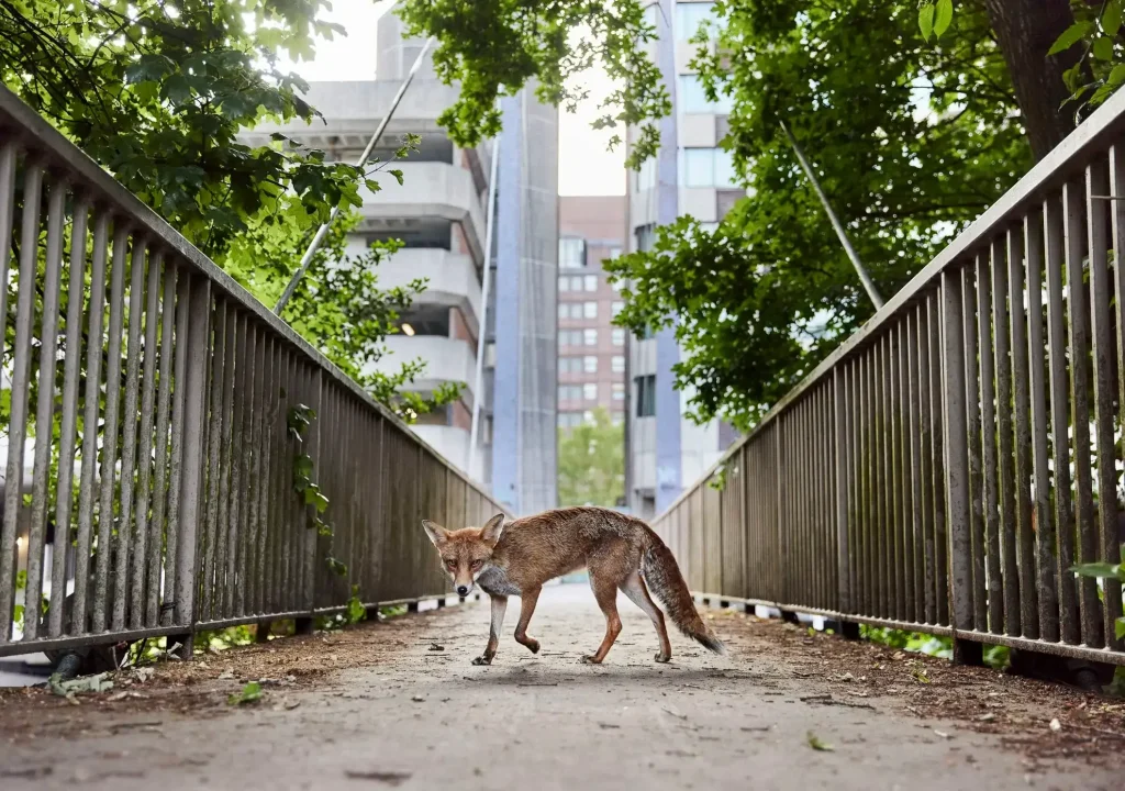 British Wildlife Photography Awards 2025 Winners: Stunning Images Celebrating UK's Nature 2 - Deartline British Wildlife Photographer of the Year 2025 Overall Winner: “Urban Explorer” by Simon Withyman