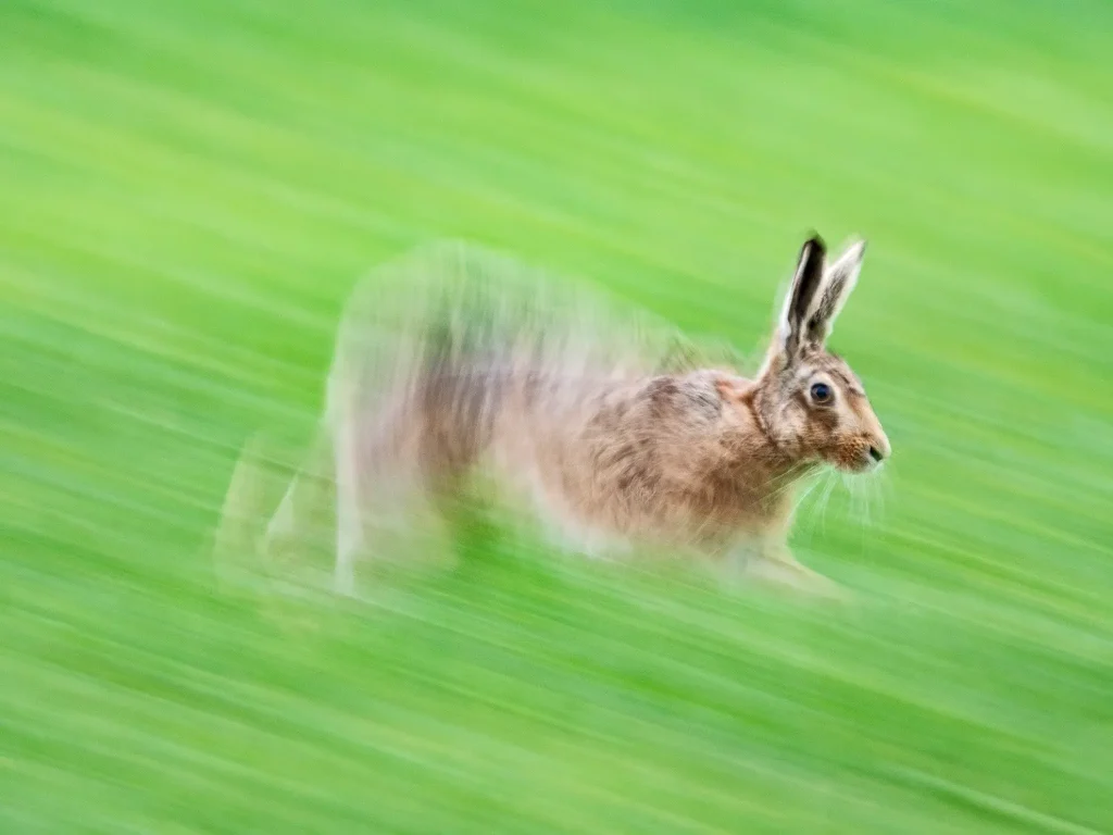 British Wildlife Photography Awards 2025 Winners: Stunning Images Celebrating UK's Nature 5 - Deartline British Wildlife Photography Awards 2025 Animal Portraits- "Hare in Motion" by David Tipling