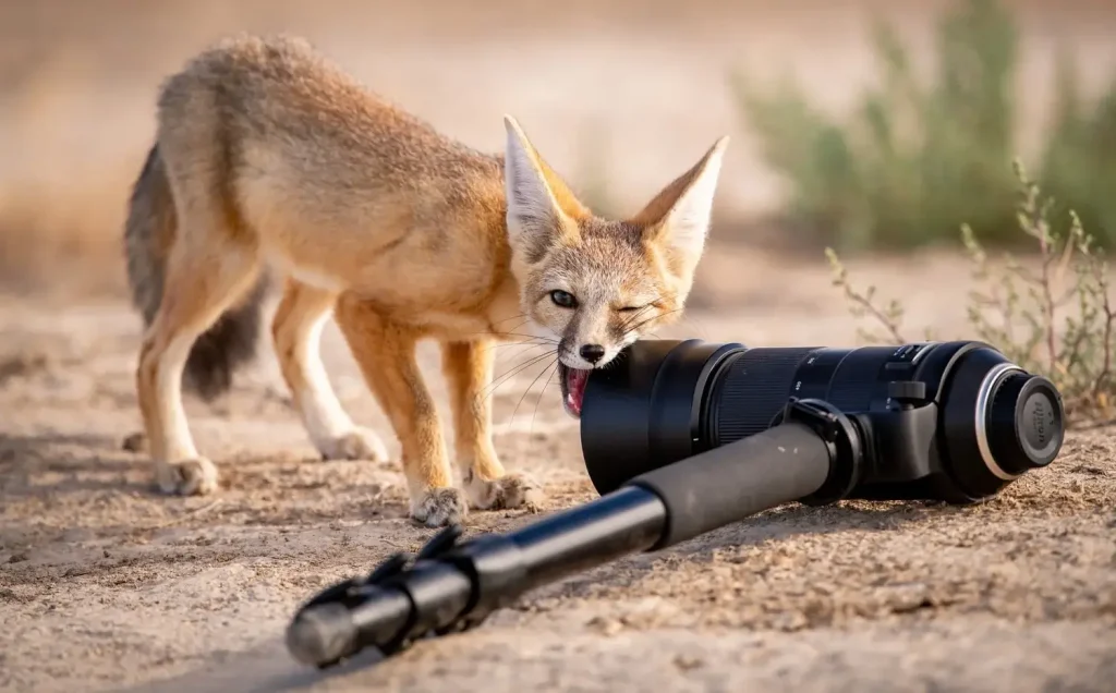 The Nature Photography Contest 2024 Winners: Images That Capture the Beauty and Fragility of Nature 13 - Deartline Curious About Photography, by Brian clopp, The Nature Photography Contest 2024 Funny Nature Winner