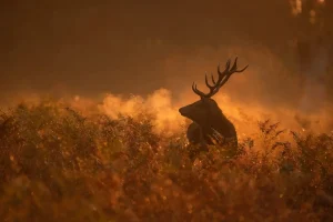 British Wildlife Photography Awards 2025 British Seasons Winner: “Deer Throughout the Year” by Lauren McIntyre - Deer+Autumn