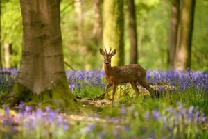 British Wildlife Photography Awards 2025 British Seasons Winner: “Deer Throughout the Year” by Lauren McIntyre - Deer+Spring