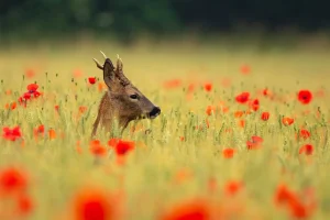 British Wildlife Photography Awards 2025 British Seasons Winner: “Deer Throughout the Year” by Lauren McIntyre - Deer+Summer