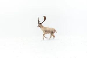 British Wildlife Photography Awards 2025 British Seasons Winner: “Deer Throughout the Year” by Lauren McIntyre - Deer+Winter