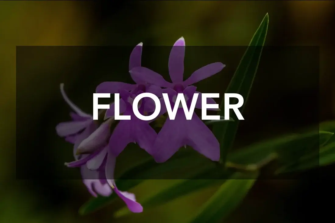 Flower Photography Contest 2025 by Nat Photo Society 2 - Deartline Flower Photography Contest 2025 by Nat Photo Society