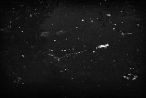 Gomma Photography Grant 2024 Second Prize Winner Paul Carroll – Redd