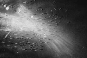 Gomma Photography Grant 2024 Second Prize Winner Paul Carroll – Redd