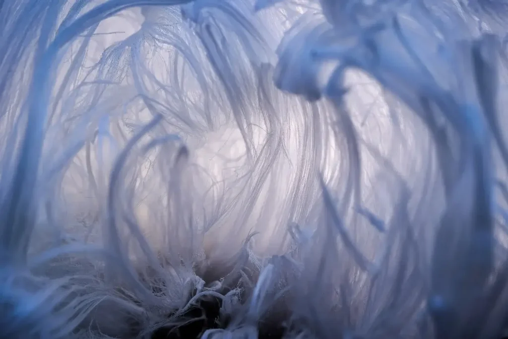 The Nature Photography Contest 2024 Winners: Images That Capture the Beauty and Fragility of Nature 6 - Deartline Hairy ice cave, by Berthold Grünhagen, The Nature Photography Contest 2024 Macrophotography Winner