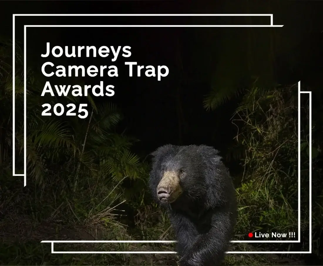 Journeys Camera Trap Awards 2025