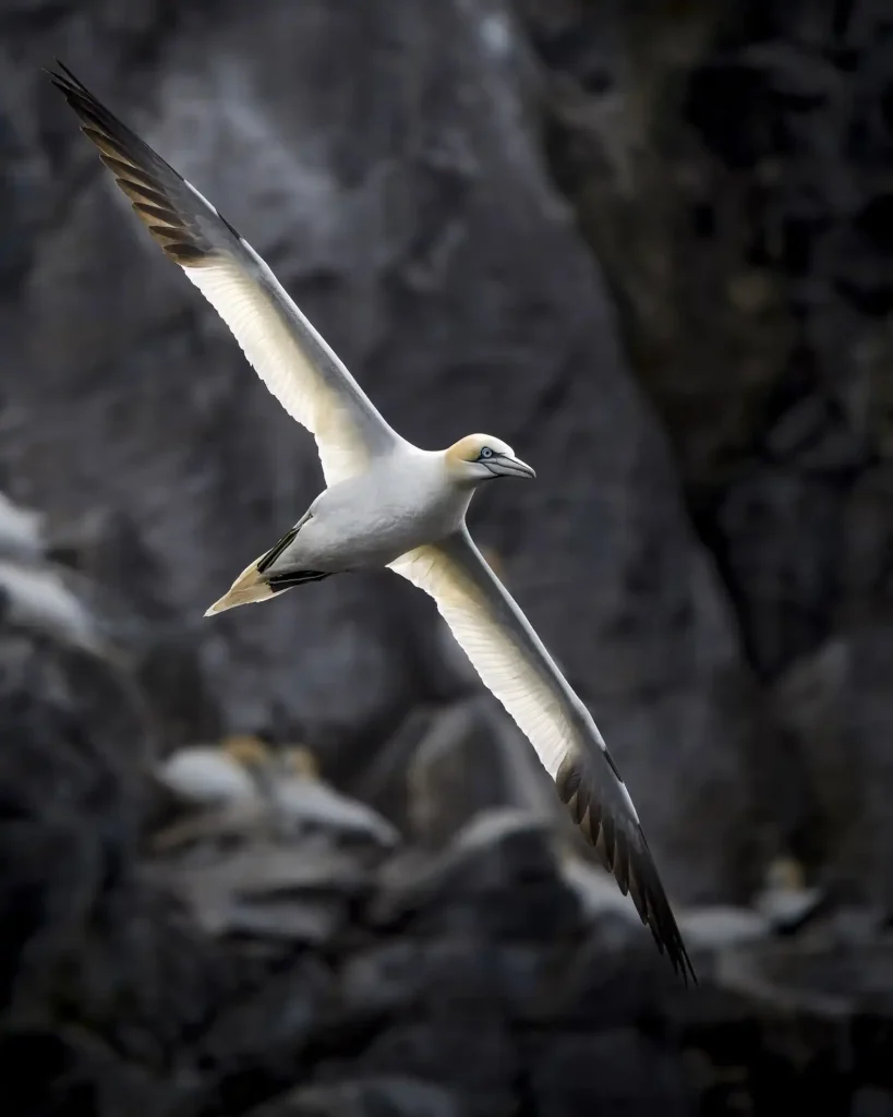 British Wildlife Photography Awards 2025 Winners: Stunning Images Celebrating UK's Nature 23 - Deartline British Wildlife Photography Awards 2025 - 12-14 Years: “And Take-off – Gannets at Bass Rock” by Kiran Simpson