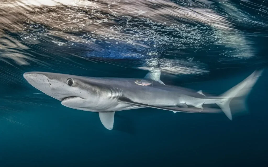 British Wildlife Photography Awards 2025 Winners: Stunning Images Celebrating UK's Nature 8 - Deartline British Wildlife Photography Awards 2025 Coast & Marine: “Blue Shark” by Nicholas More