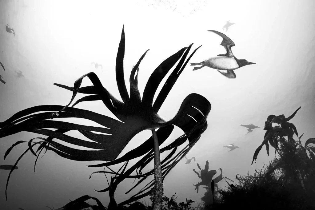 British Wildlife Photography Awards 2025 Winners: Stunning Images Celebrating UK's Nature 7 - Deartline British Wildlife Photography Awards 2025 Black & White: "Guillemot Kingdom" by Mark Kirkland